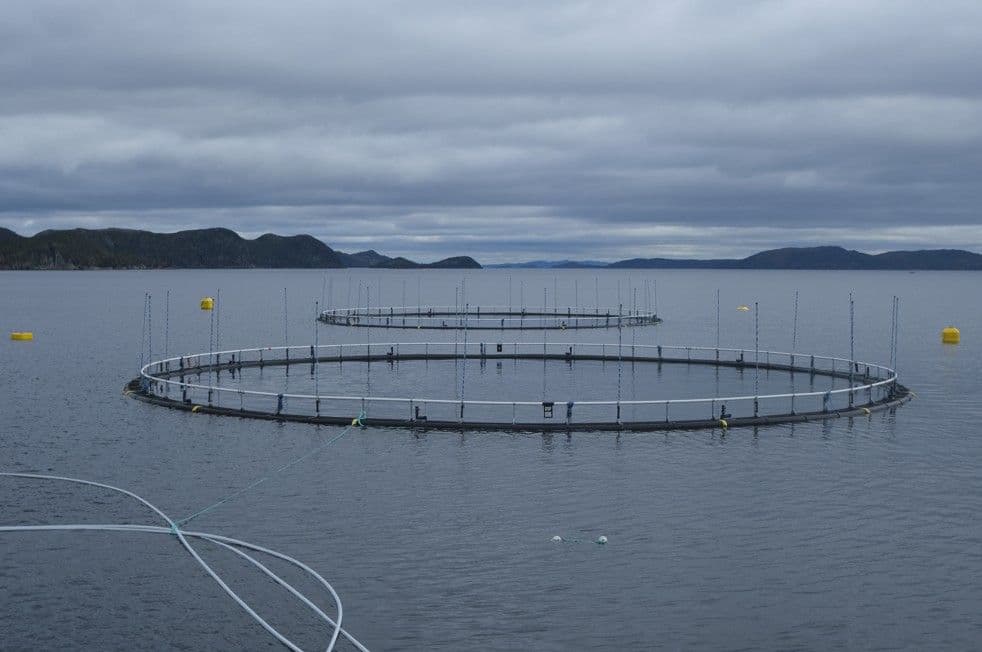 Grieg Seafood ASA sells its operations in Canada and Northern Norway to Cermaq