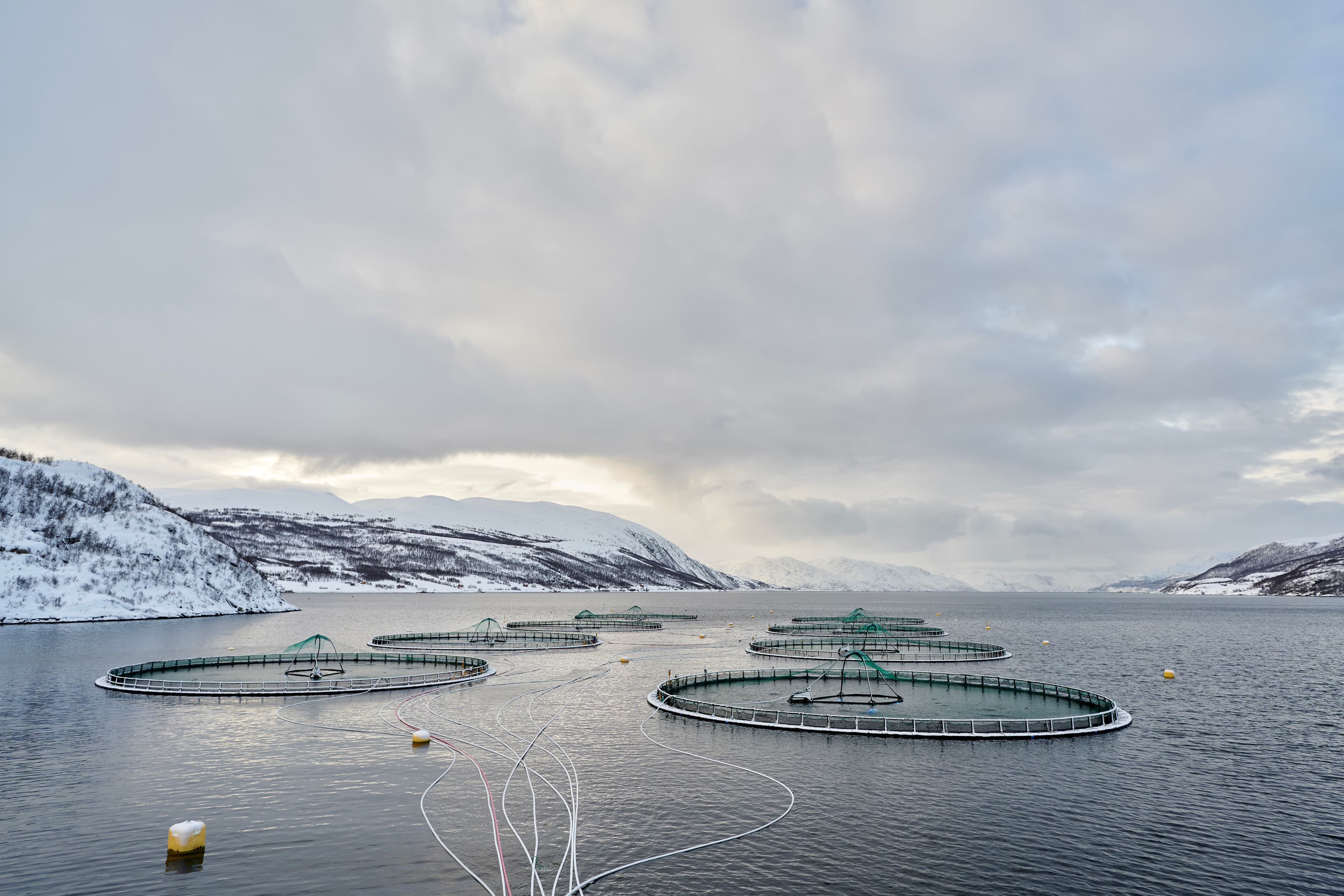 Grieg Seafood ASA sells its operations in Finnmark and Canada to Cermaq