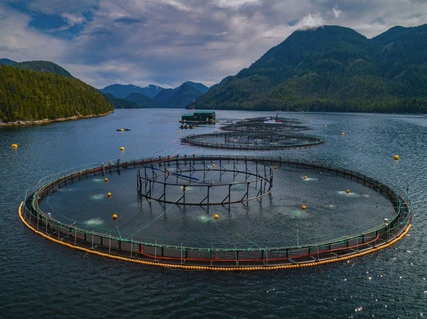 Grieg Seafood ASA sells its operations in Canada and Northern Norway to Cermaq